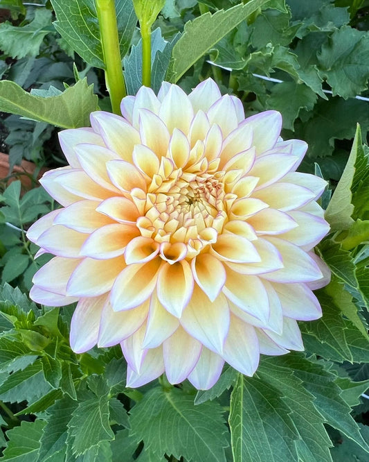 Bloomquist Blush Dahlia