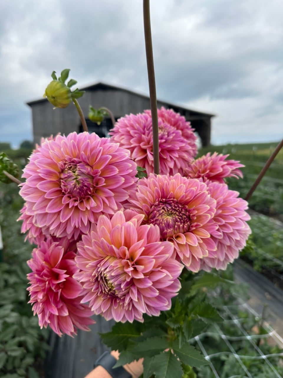 Bloomquist Mojo Dahlia