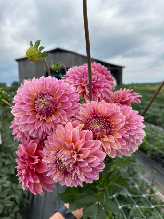 Bloomquist Mojo Dahlia