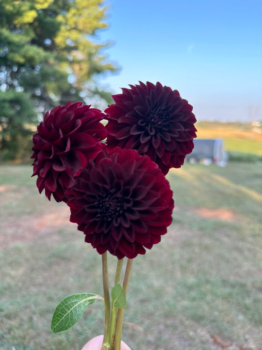 Black Satin Dahlia