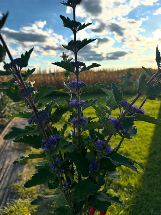 Blue Lagoon Caryopteris