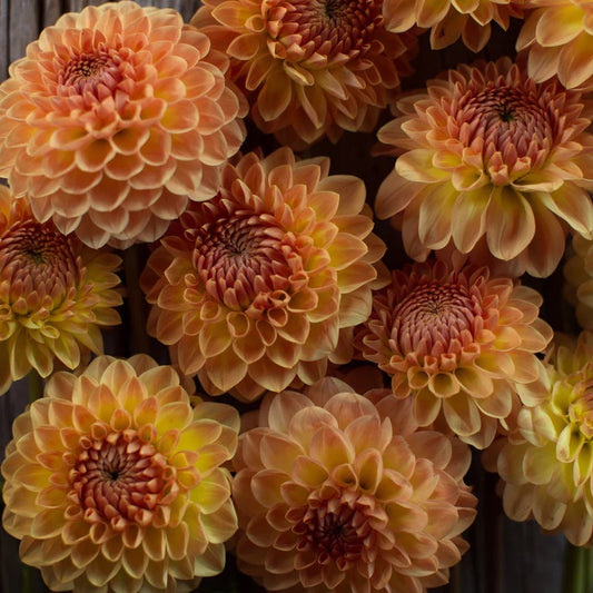 Blyton's Softer Gleam Dahlia