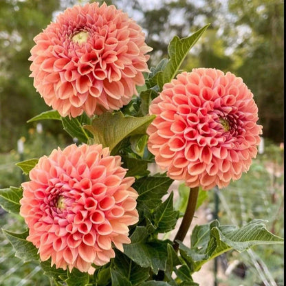Cornel Bronze Dahlia