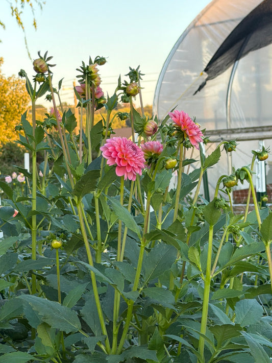Rina Bredie Dahlia