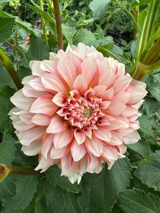 Lee's Chloe Dahlia