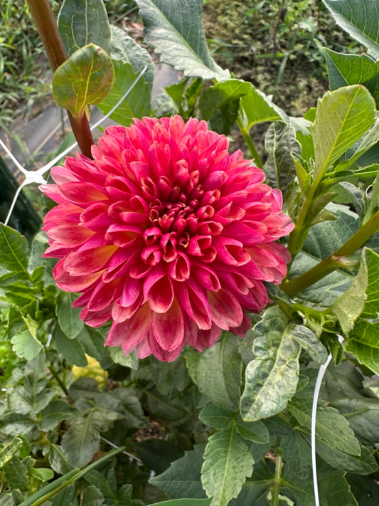 Coseytown Bounty Dahlia