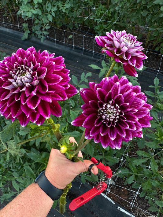 Coseytown Sugar Berry Dahlia