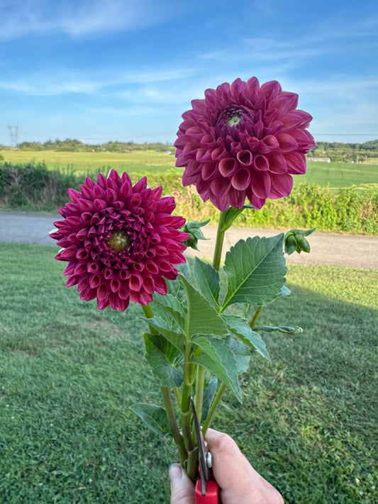 Cecil Dahlia
