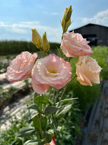 Champagne Lisianthus