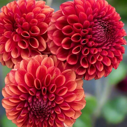Copper Boy Dahlia