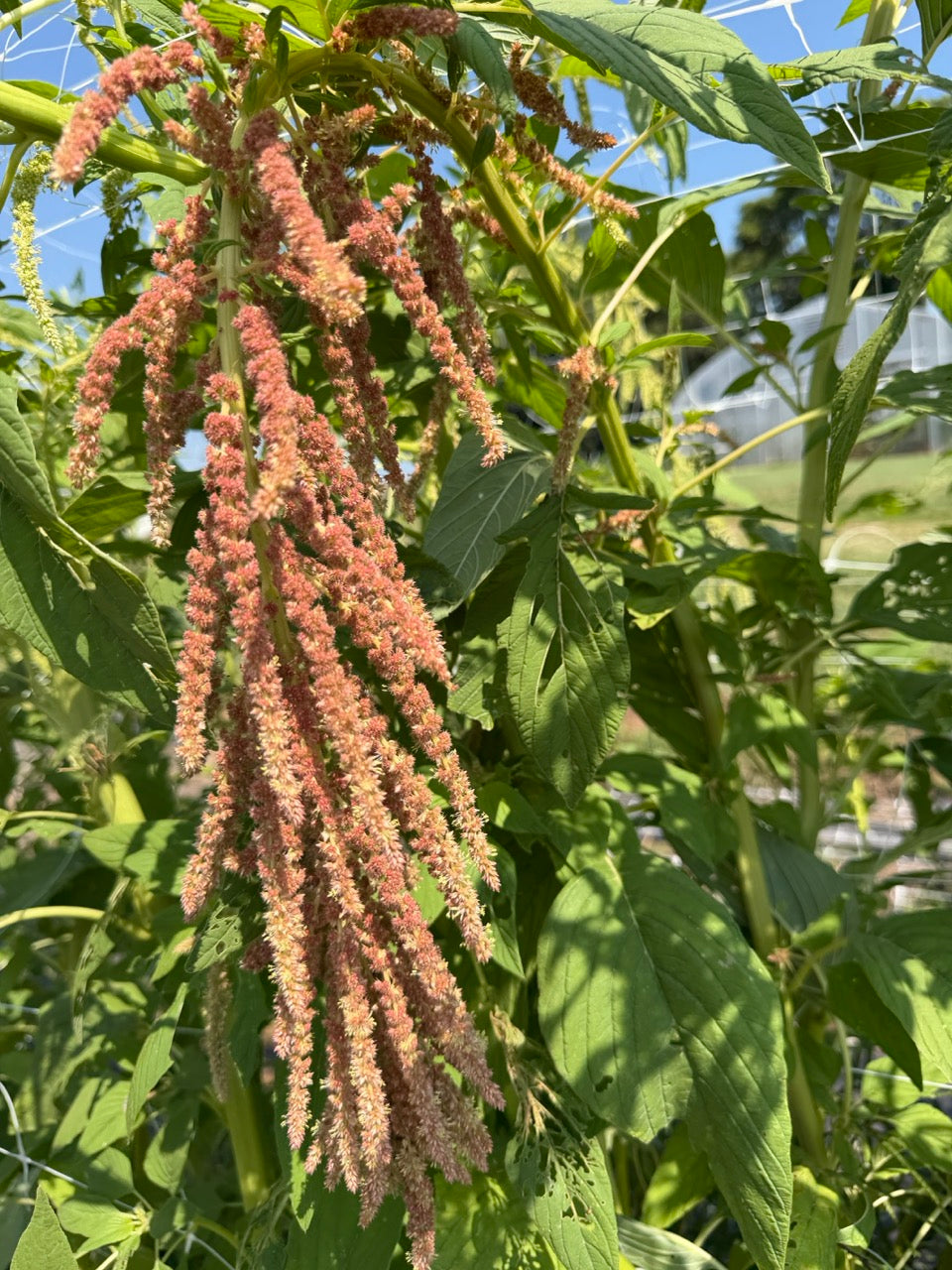 Coral Fountain Amaranth