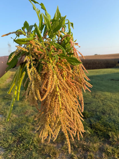 Coral Fountain Amaranth