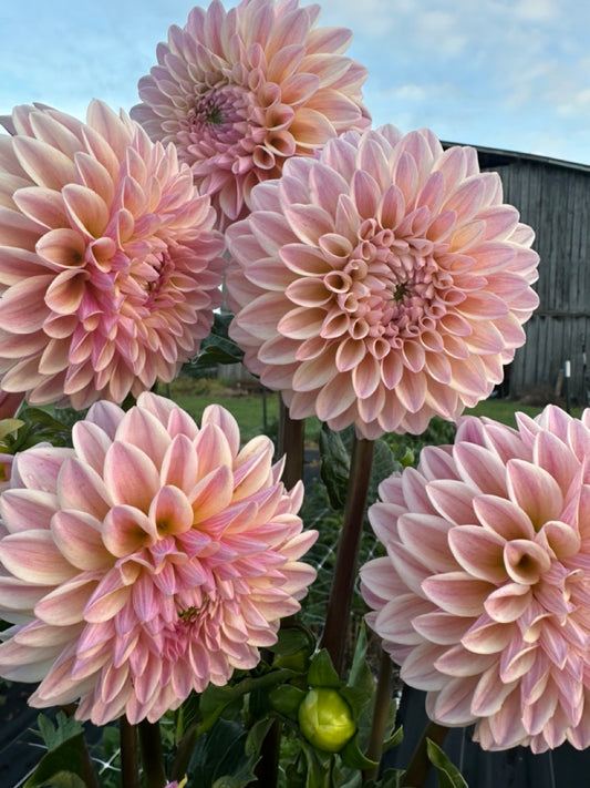 Coralie Dahlia