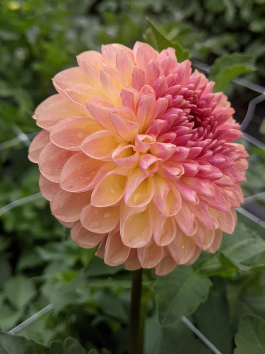 Coseytown Bounty Dahlia