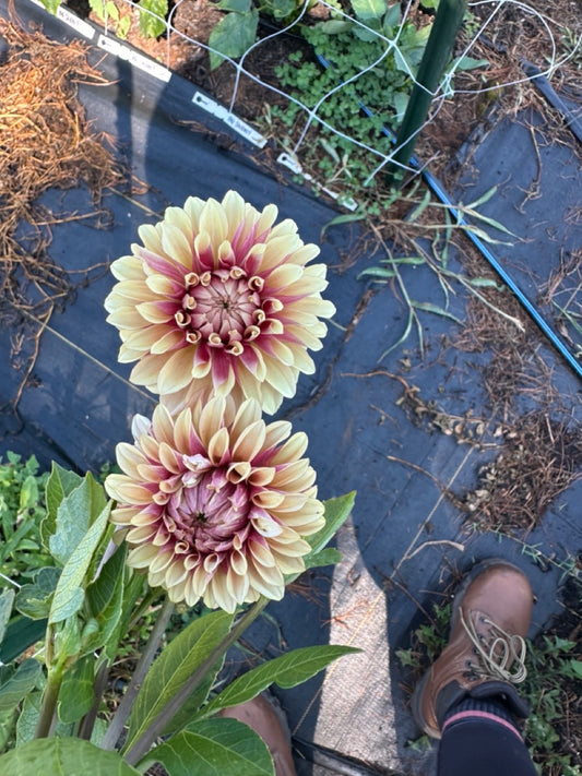 KA's Creme Brulee Dahlia - LIMITED