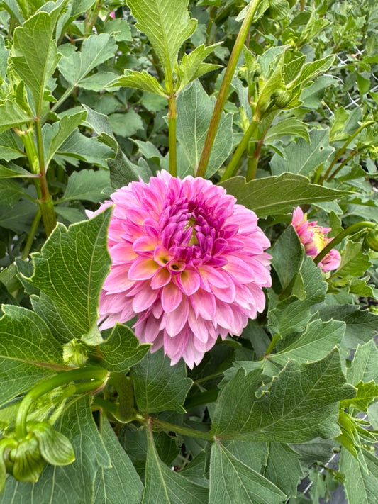 Cupcake Dahlia