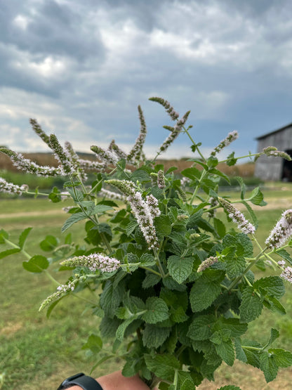 Apple Mint