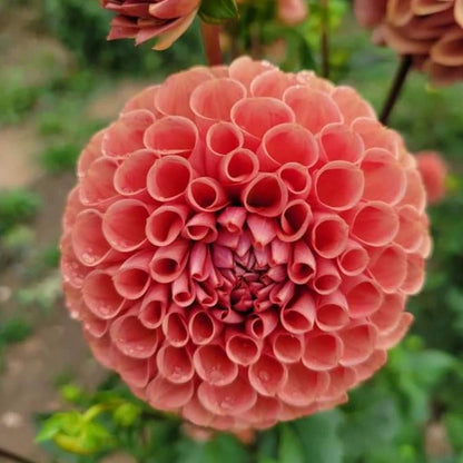 Cornel Bronze Dahlia