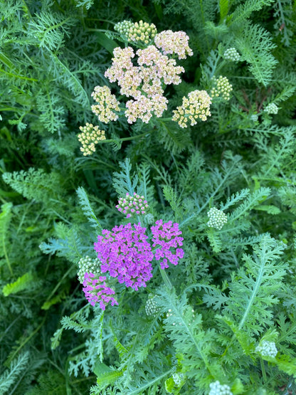 Berries + Pastel Yarrow