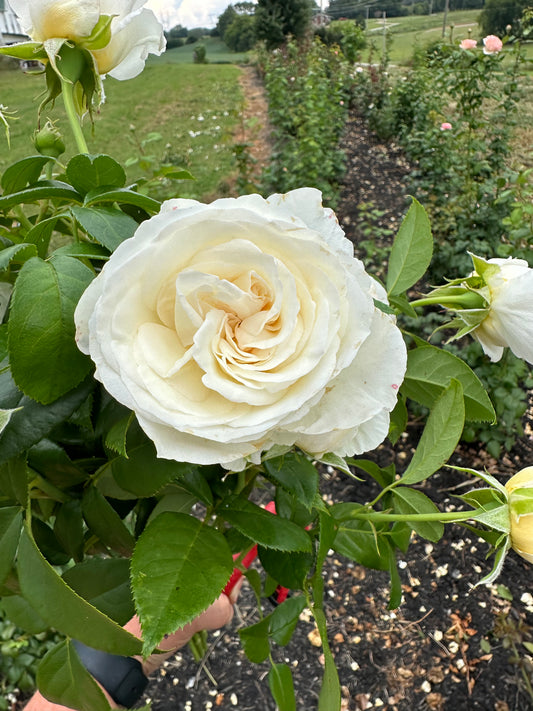 Top Cream Rose - Limited