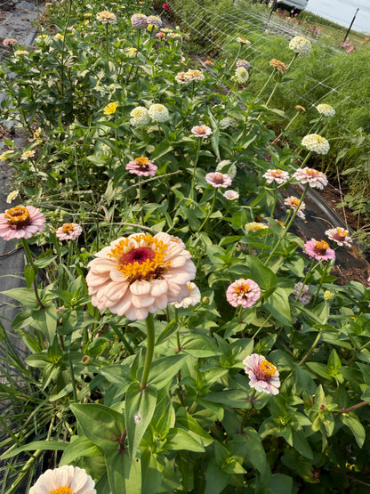 Petite Pastel Zinnias