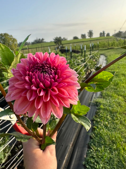 Daisy Duke Dahlia