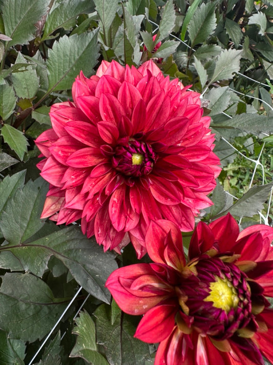 Danique Dahlia