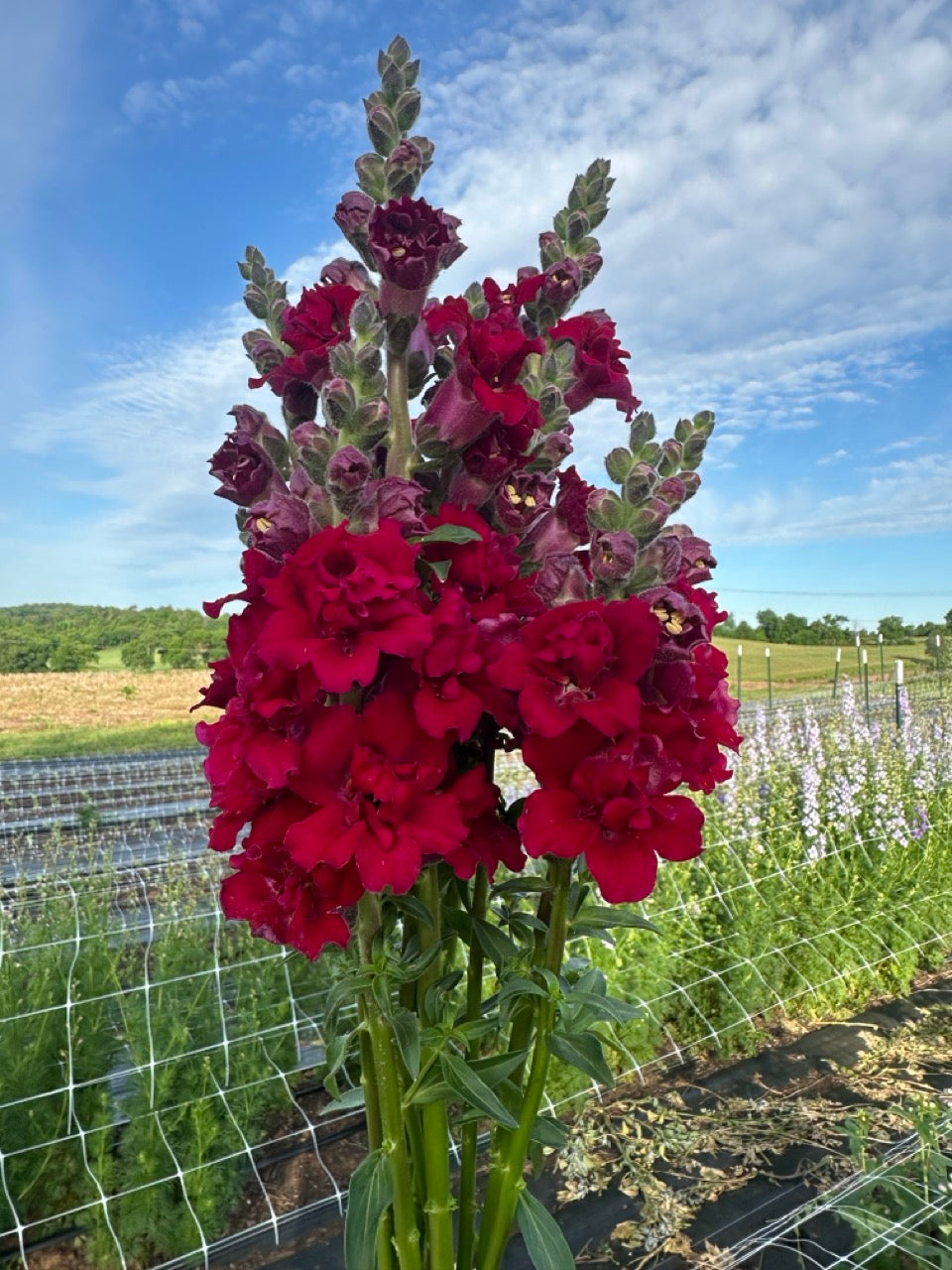 Deep Red Madame Butterfly Snapdragons