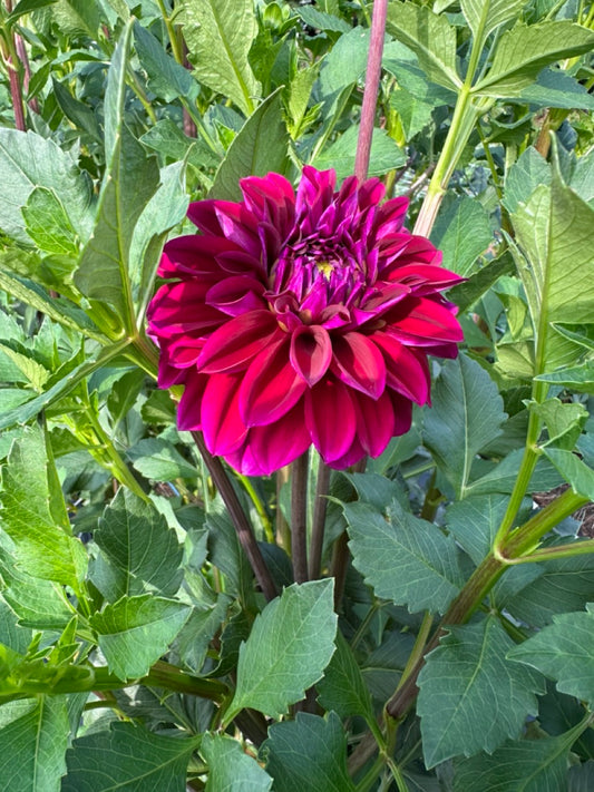 Diva Dahlia