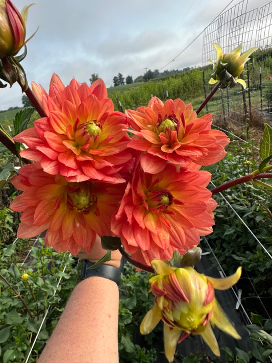 Dr. P.H. Riedel Dahlia