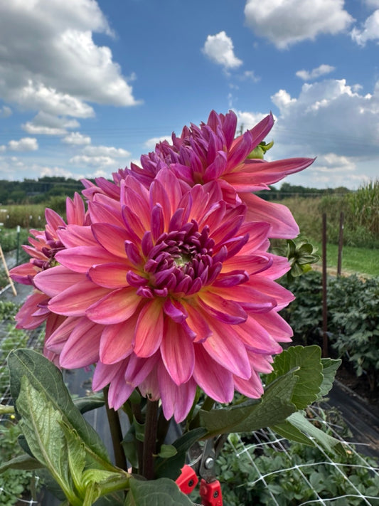 Dutch Pearl Dahlia