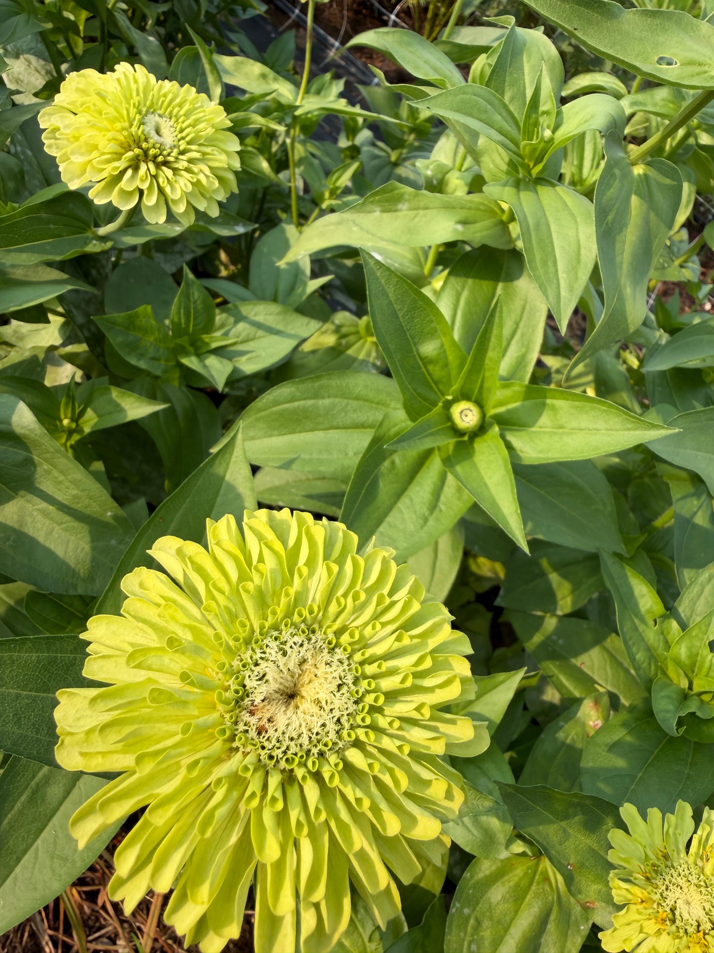 Giant Lime Zinnias