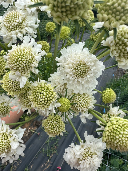 White Scabiosa