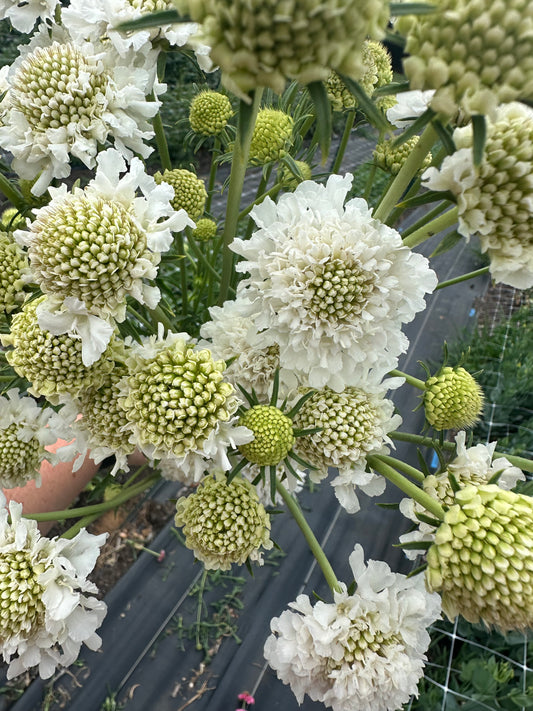 White Scabiosa
