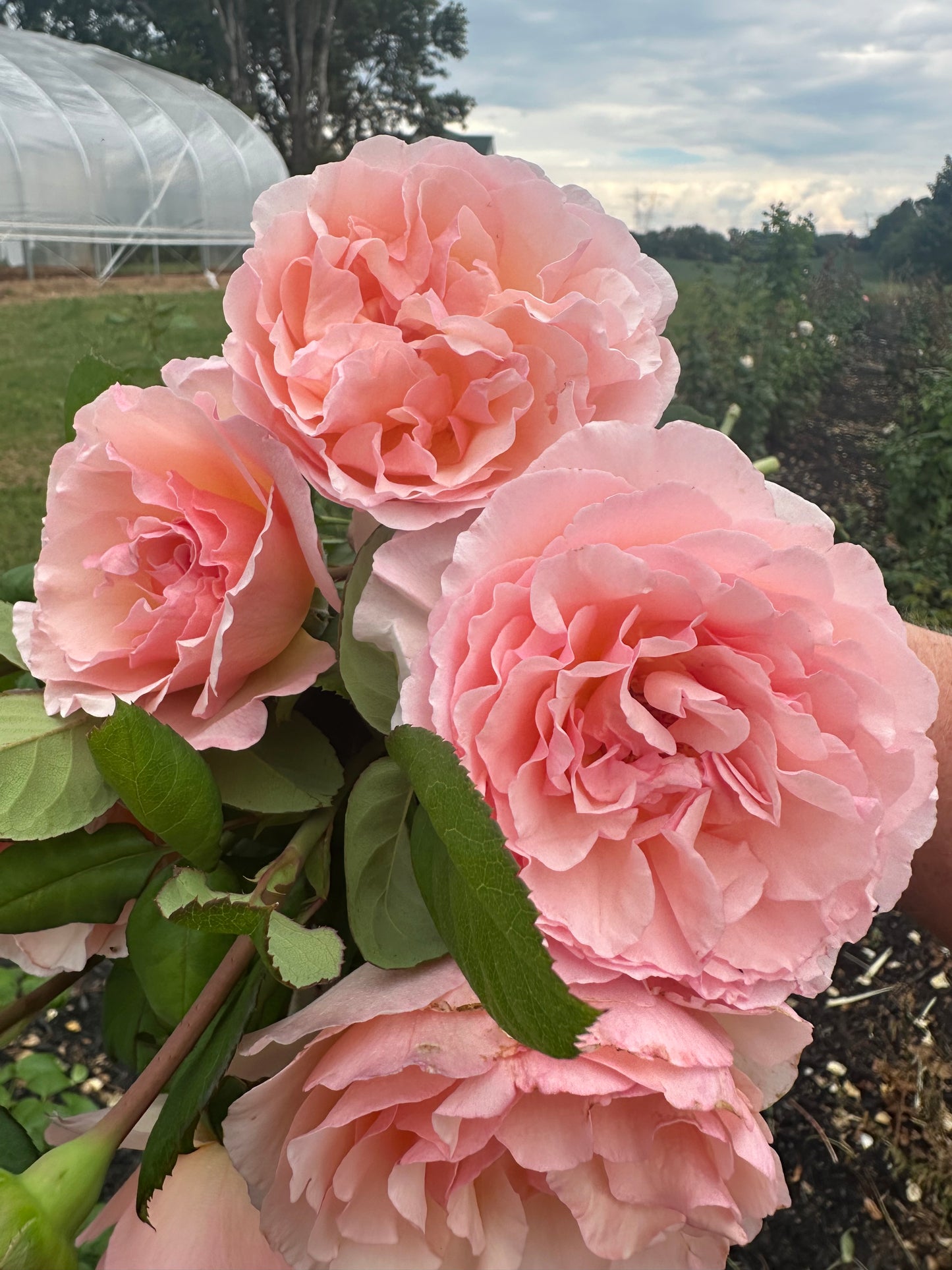 Princess Charlene de Monaco Rose