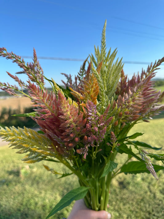 Shimmers Celosia