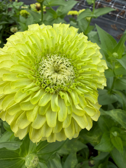 Giant Lime Zinnias
