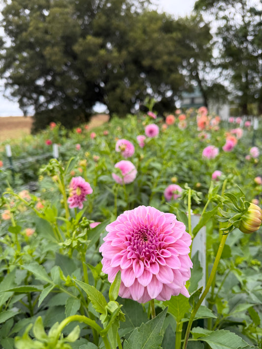 Araluen Leatrice Dahlia