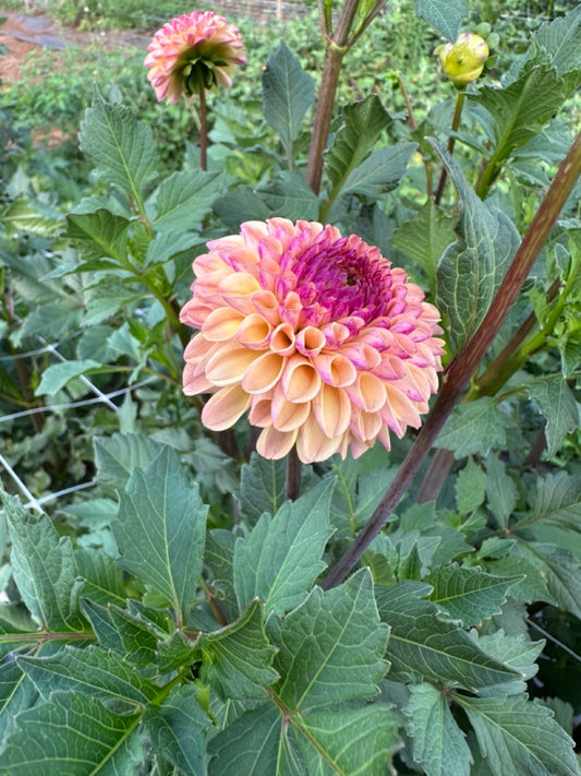 Ferncliff Spice Dahlia