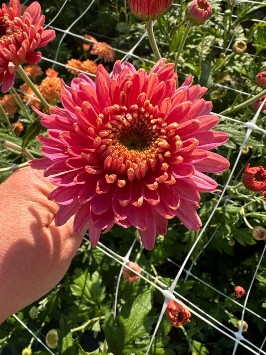 Fall Charm Chrysanthemum - LIMITED