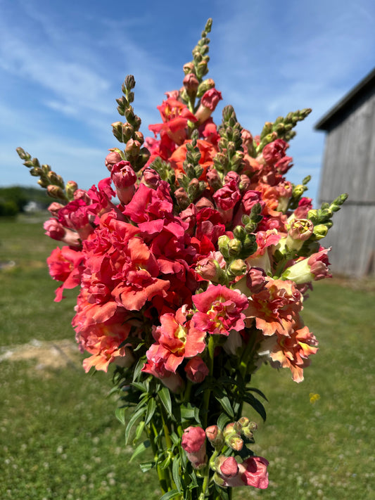 Cherry Bronze Madame Butterfly Snapdragons