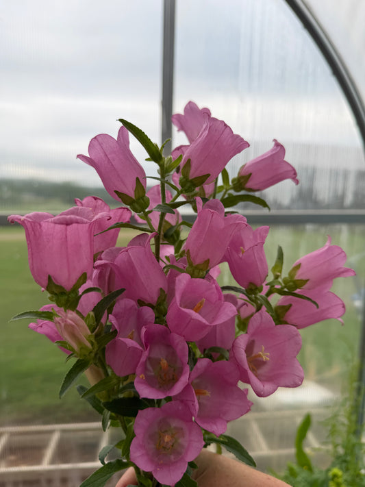 Rose Campanula