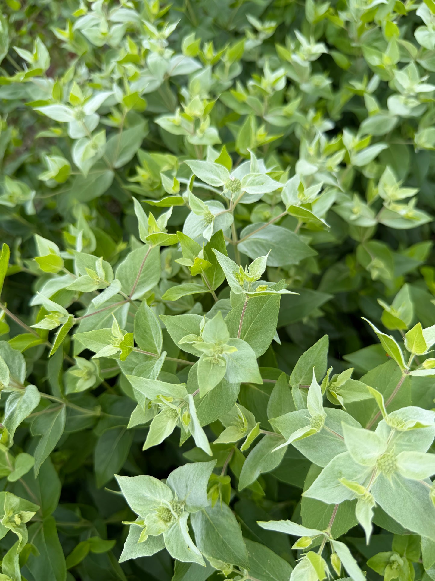 Mountain Mint