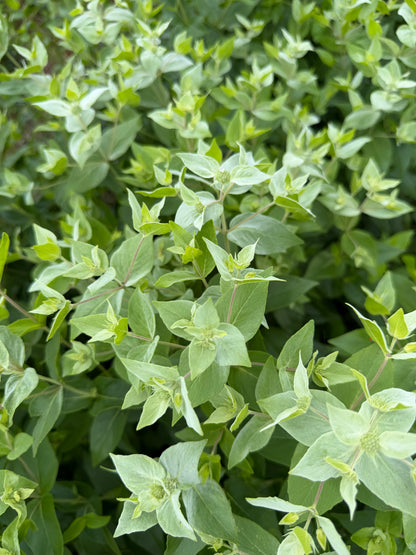 Mountain Mint