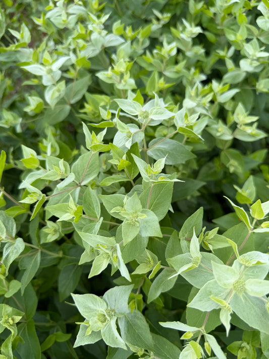 Mountain Mint