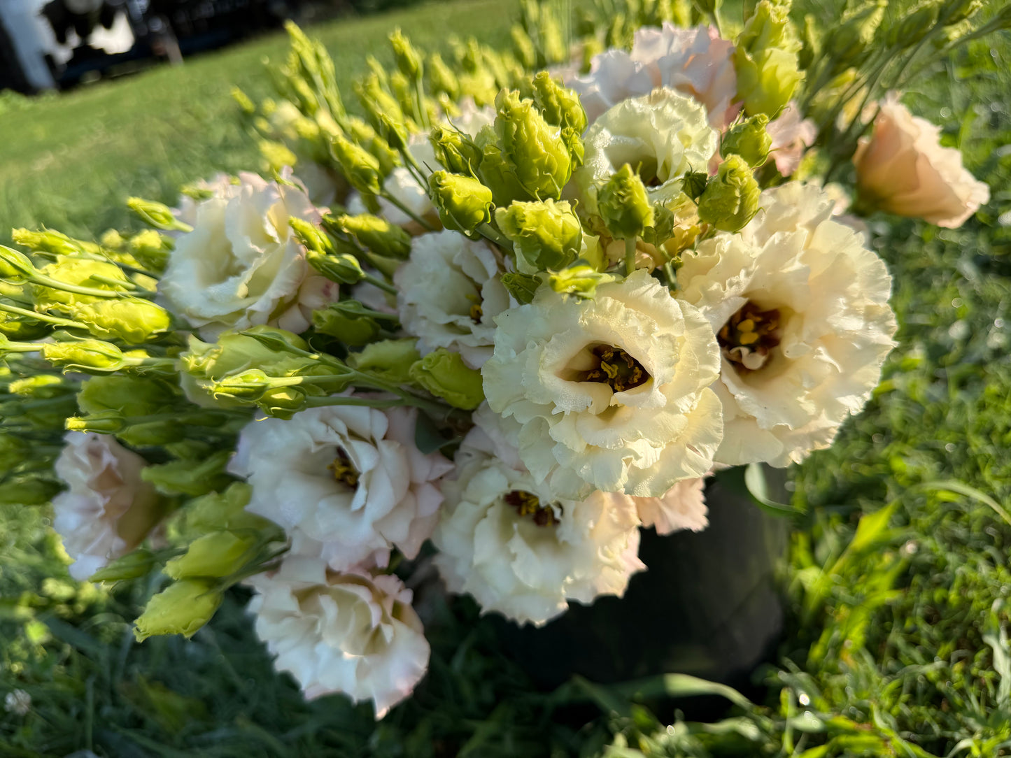 Beige Lisianthus