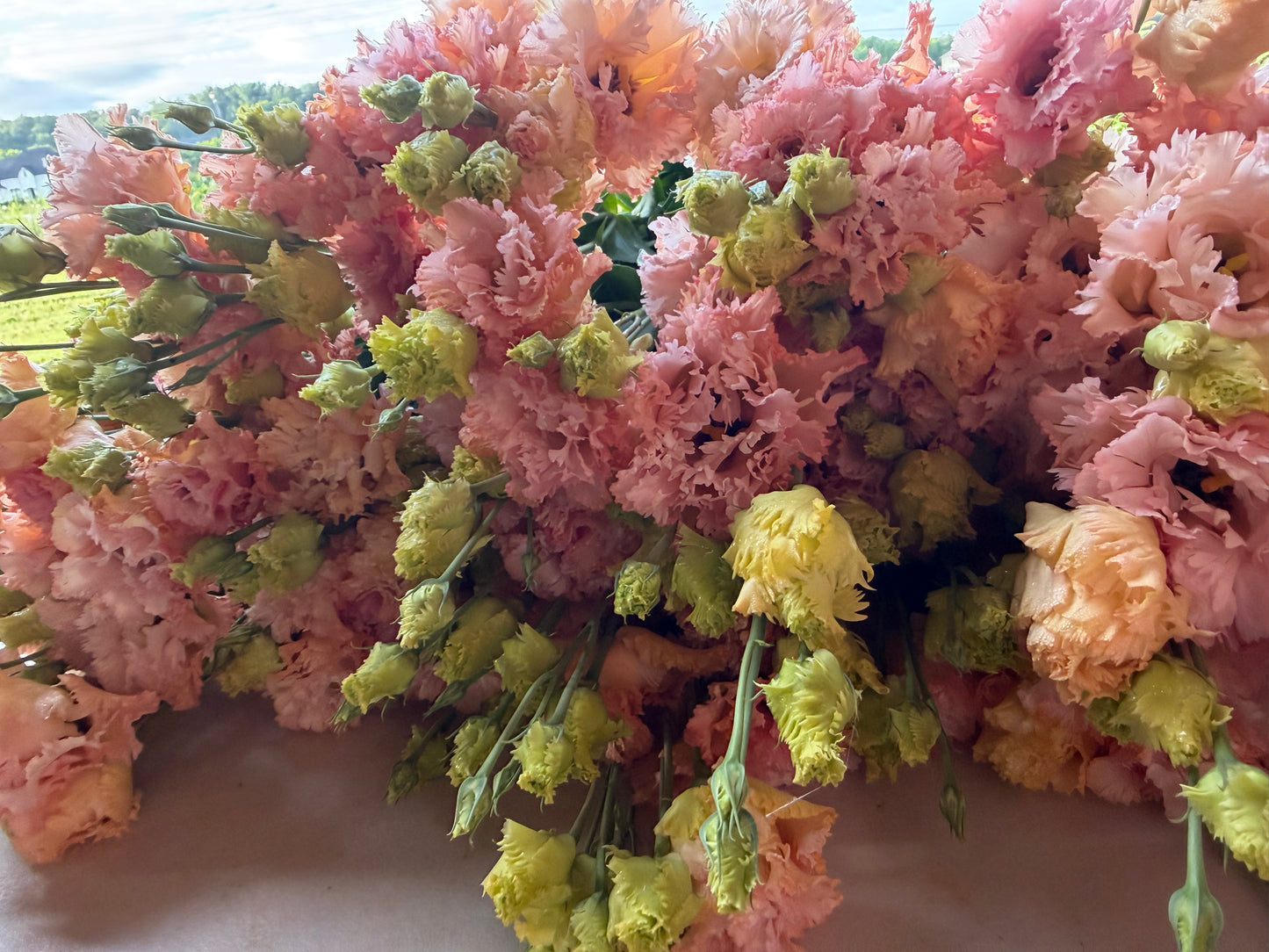 Feathered Peach Lisianthus