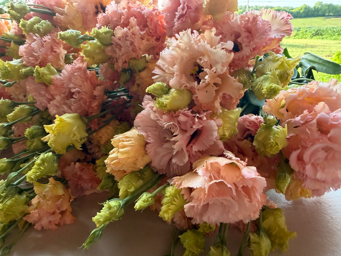 Feathered Peach Lisianthus
