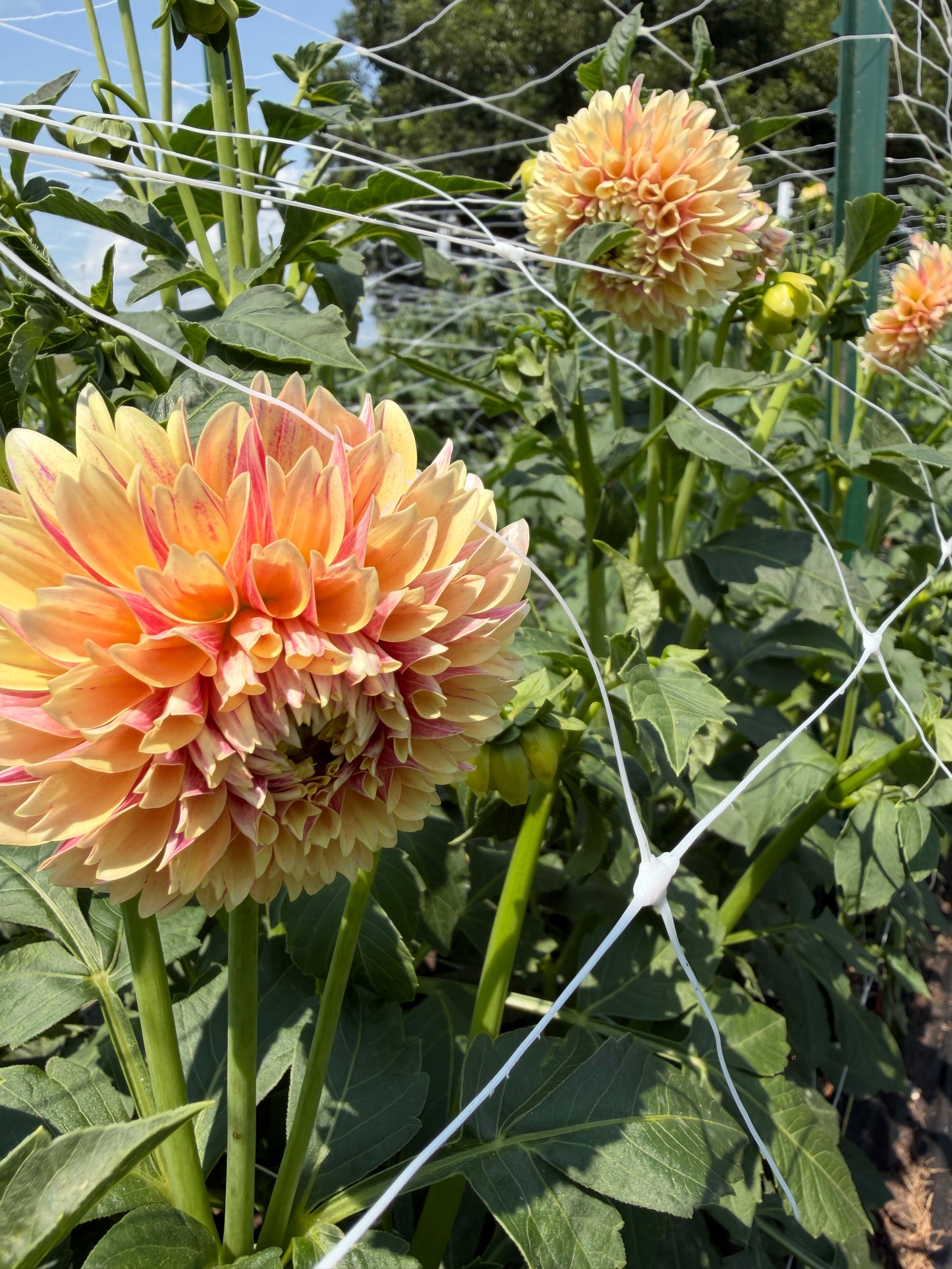 Sweet Suzanne Dahlia