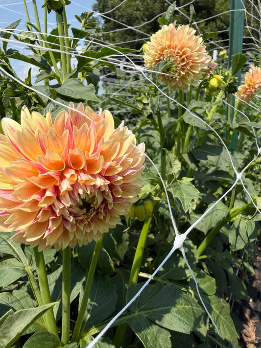 Sweet Suzanne Dahlia
